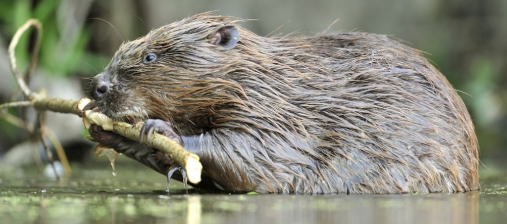 Alles over de bever