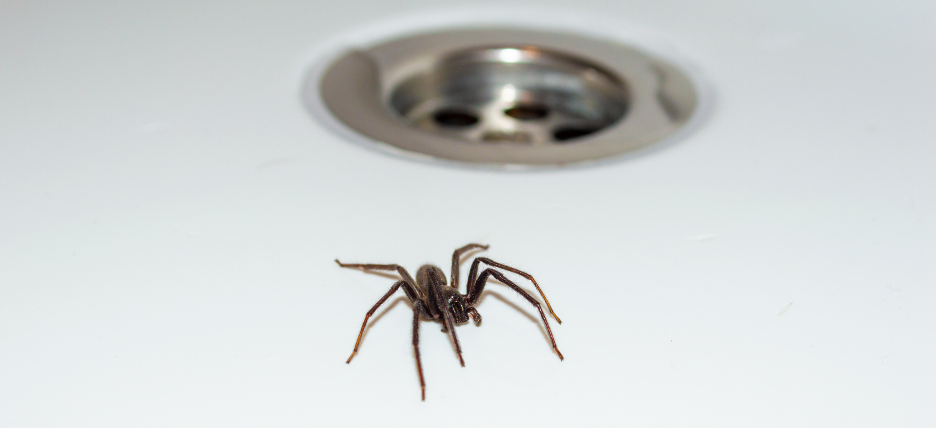 Spinnen In Bad Waar Komen Ze Vandaan The Buzzing Reality Behind Spider Sightings In Germanys Small Town