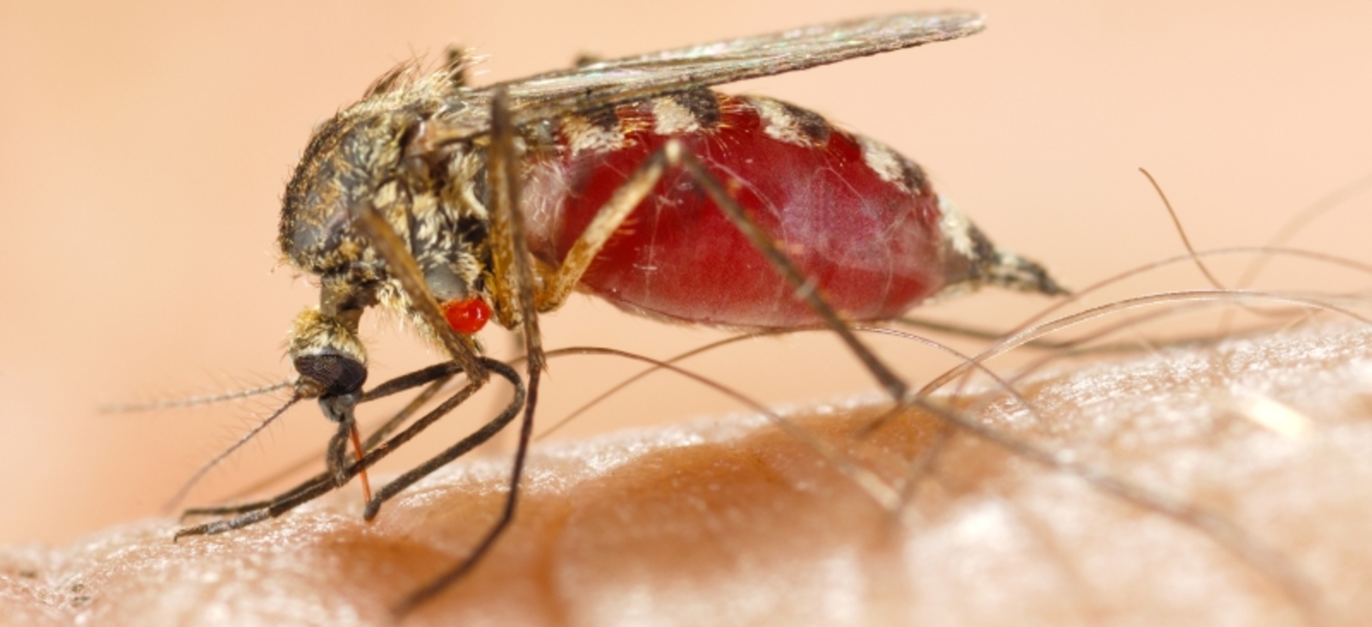 Zijn muggen vegetariërs? En waarom zoemen ze? - Onze Natuur