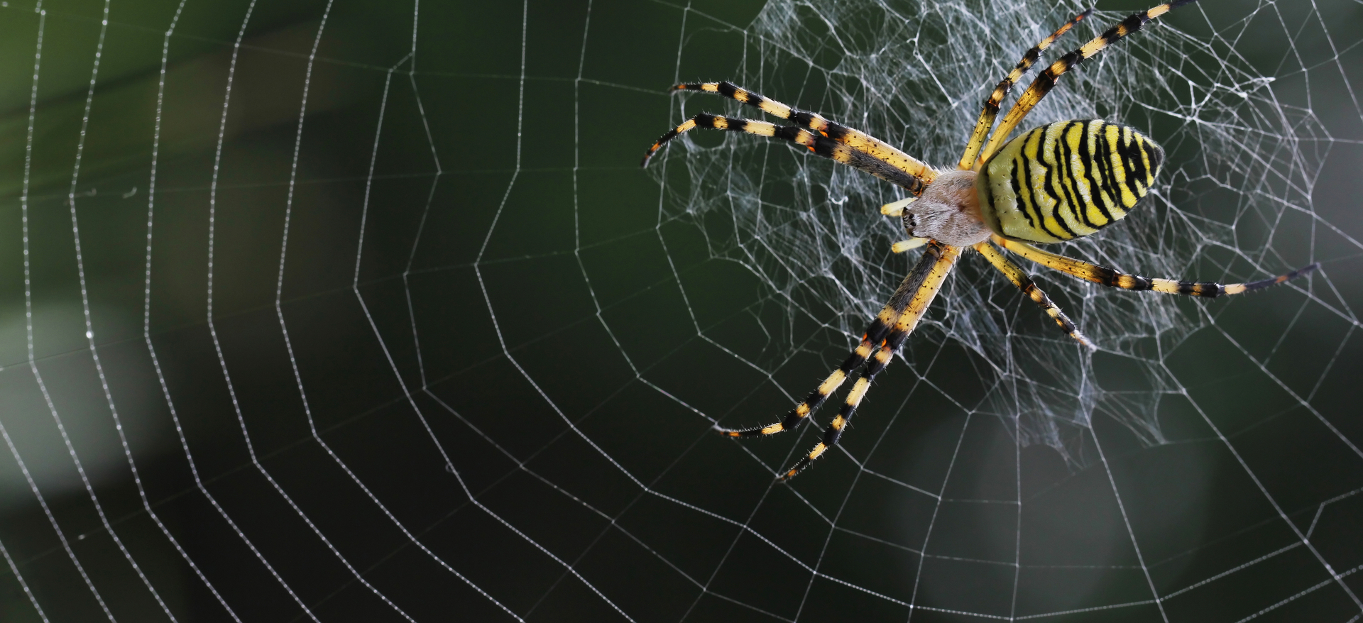 Waarom kleeft een spin niet aan haar eigen web? Onze Natuur Waarom kleeft een spin niet aan haar eigen web? Onze Natuur
