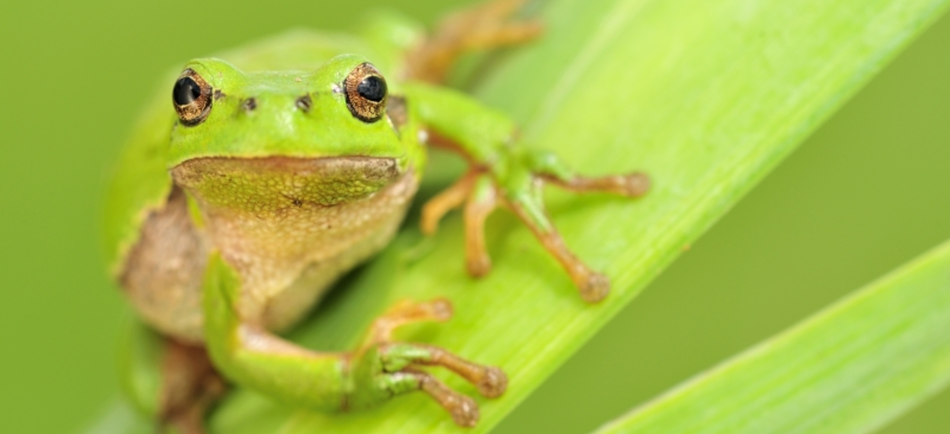 10 weetjes die bewijzen hoe bijzonder kikkers zijn - Onze Natuur