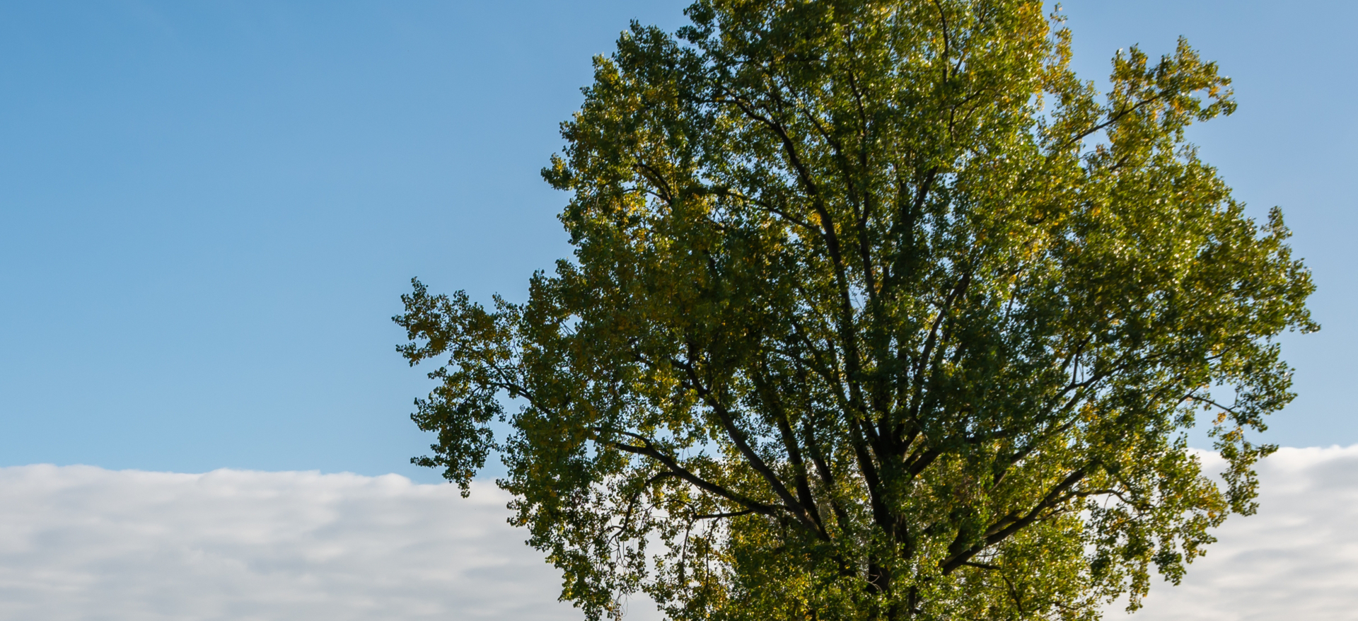 Zwarte populier, de weduwe uit onze natuur Onze Natuur Zwarte populier, de weduwe uit onze natuur Onze Natuur