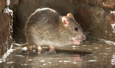 Bruine rat