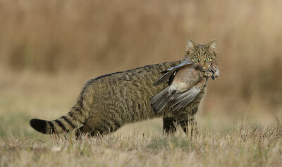 Europese wilde kat