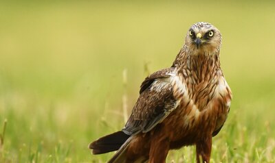 Bruine kiekendief