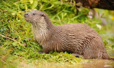 Europese otter