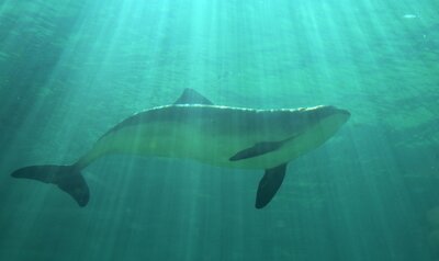 Bruinvis