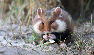 Wilde hamster