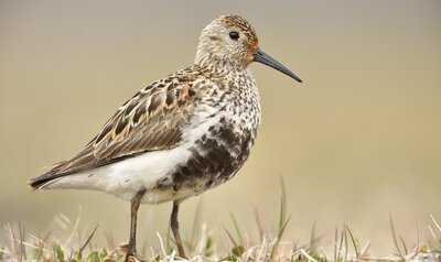 Bonte strandloper