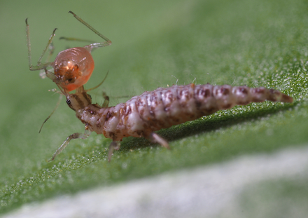 Chrysopa carnea larva 1 - WS.JPG