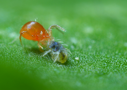 Phytoseiulus persimilis adult feeding on spidermite 1 - WS (Large).JPG
