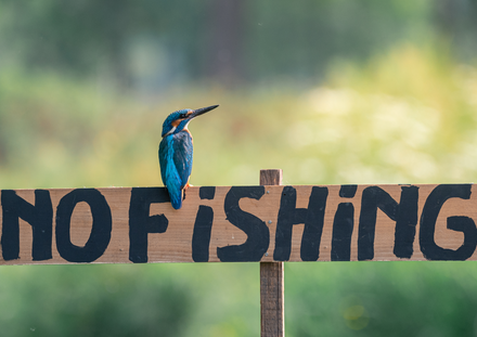 Niki Colemont - ijsvogel no fishing kingfisher  (1 of 1).jpg