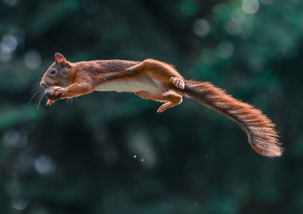 jumpy squirel 2 (1 of 1).jpg