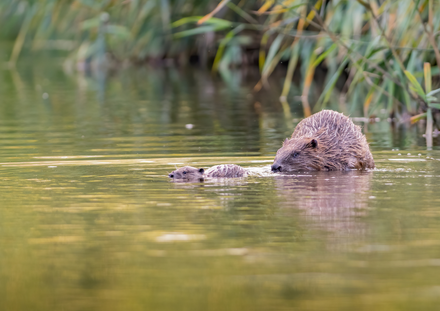 Bever en jong