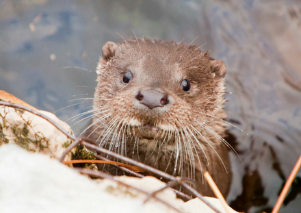 Otter