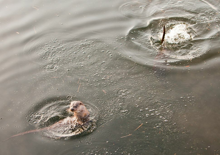Otter