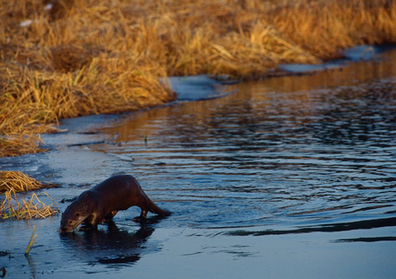 Otter