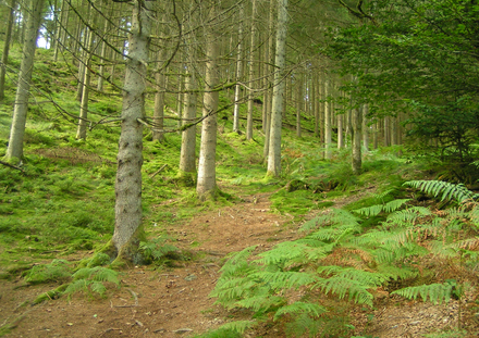 Forêt près du Bayehon