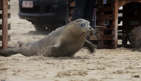 Vier geredde zeehonden losgelaten op het strand van Blankenberge