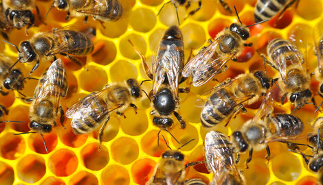 5 wijfjes die hun mannetje staan in de wilde natuur