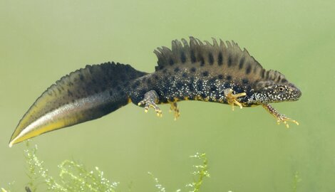 Impact van oorlog op onze natuur