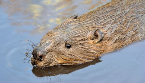 Vier merkwaardige vaders in het dierenrijk