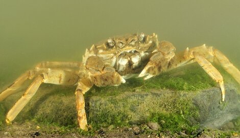 Chinese Wolhandkrab trekt massaal naar Vlaamse rivieren