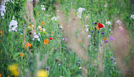 Meer biodiversiteit in je tuin: een cadeau voor de natuur én jezelf