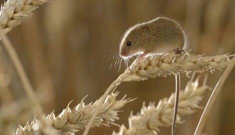 Zeg nooit zomaar ‘muis’ tegen een muis