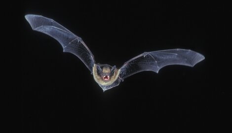 Uitgetest: Vleermuizen zoeken met een batdetector