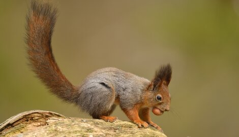 Deze dieren zijn geboren bosbeheerders