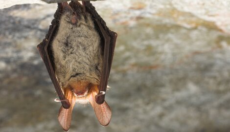 Bechsteins vleermuis