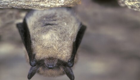 Superpower sunday: Vleermuis hangt maandenlang ondersteboven