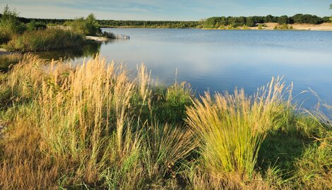 Klimaatverandering verhoogt vissterfte in meren