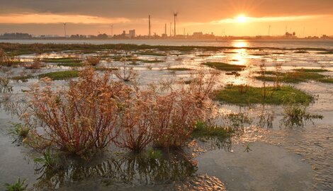Wetlands zijn de nieren van onze natuur