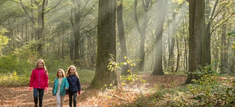 vilda-121693-wandelen-in-het-bos-jeroen-mentens-800-px-47146.jpg