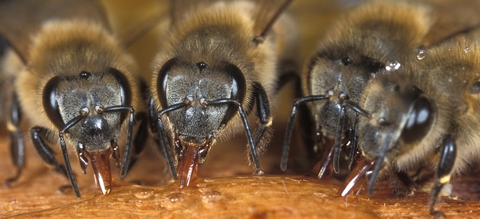 vilda-7457-honingbijen-rollin-verlinde-800-px-47310.jpg