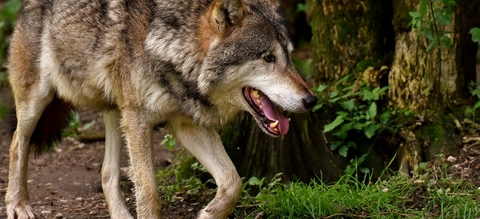 wolf-3151876-1280.jpg