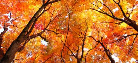 onze-natuur-herfst-rodebomen.jpg