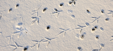 vilda-sneeuwsporen.jpg