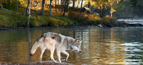 wolf-biodiversiteit.jpg