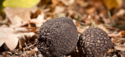 zwarte-truffel-in-bos.jpeg