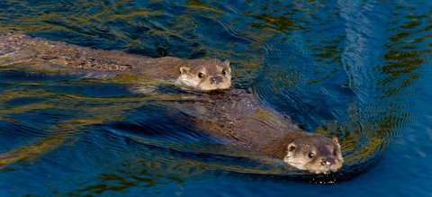 vilda-60247-twee-zwemmende-otters-lars-soerink-1900-px-59959.jpeg