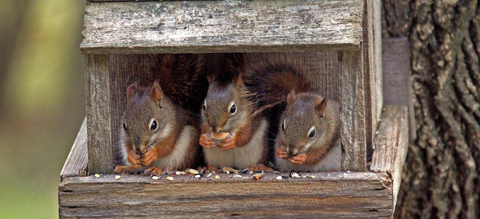 drie-eekhoorns.jpg