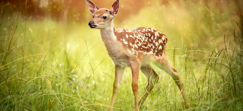 bambi-header.jpg