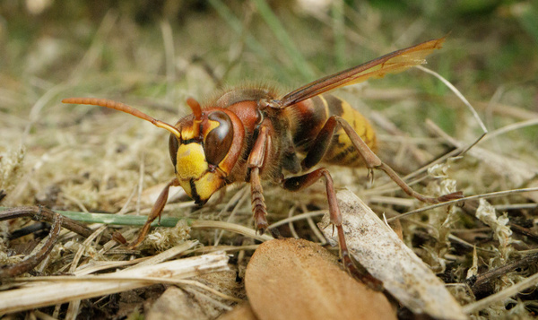 Help! Hoornaars in de tuin!