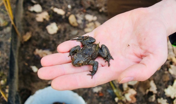 Padden zoeken superhelden!