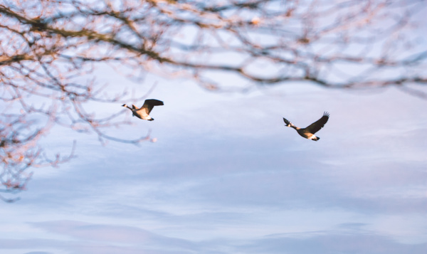 Wandeltip: ooievaars spotten in het Mechels Broek