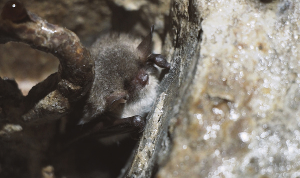 Een watervleermuis in winterslaap