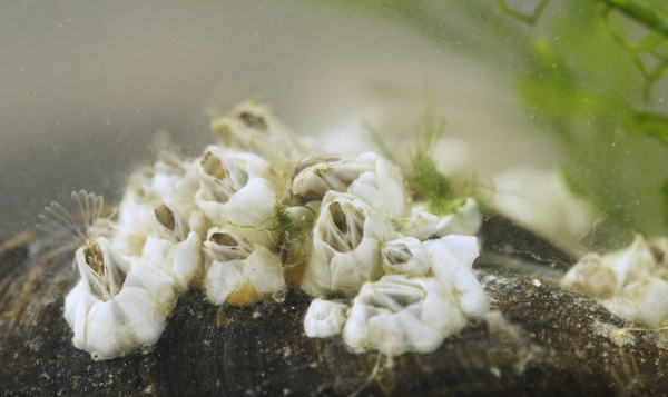 Zeepokken zoals je ze nog nooit zag